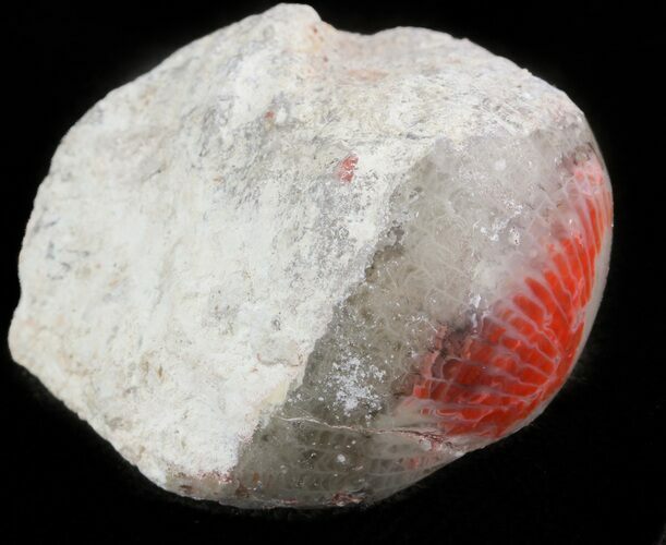 Pennsylvanian Aged Red Agatized Horn Coral - Utah #46744